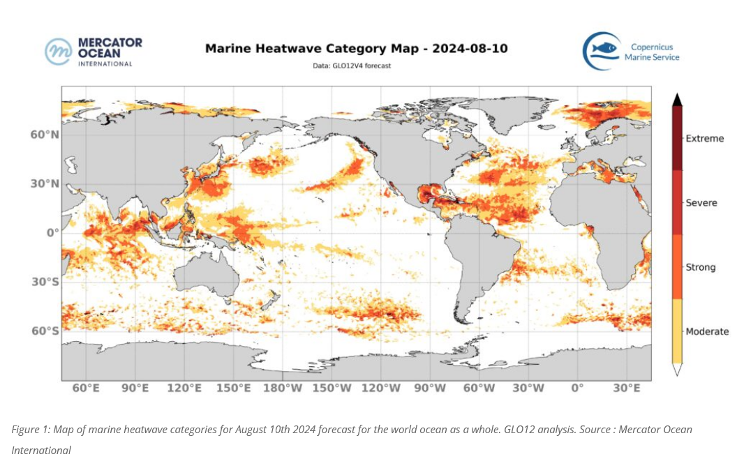 Mercator SST Aug 10, 2024