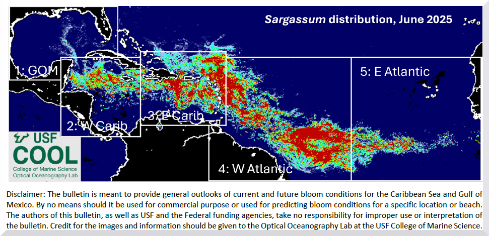 Sargassum report July 1, 2025