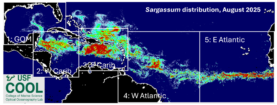 Sargassum Outlook Aug 2025