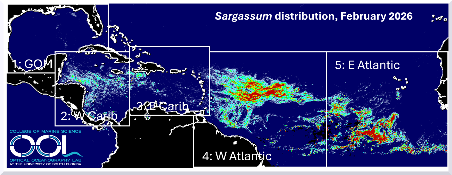 Sargasso outlook Feb 28 2026