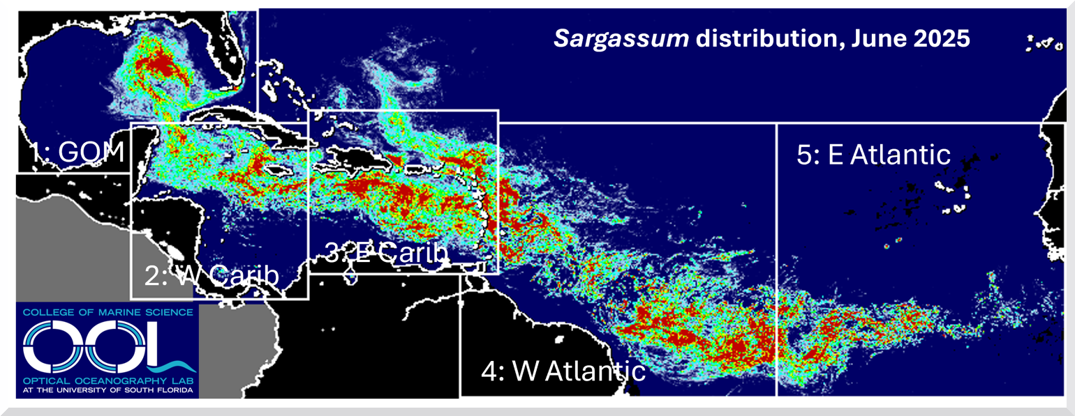 sargasso outlook june 2026