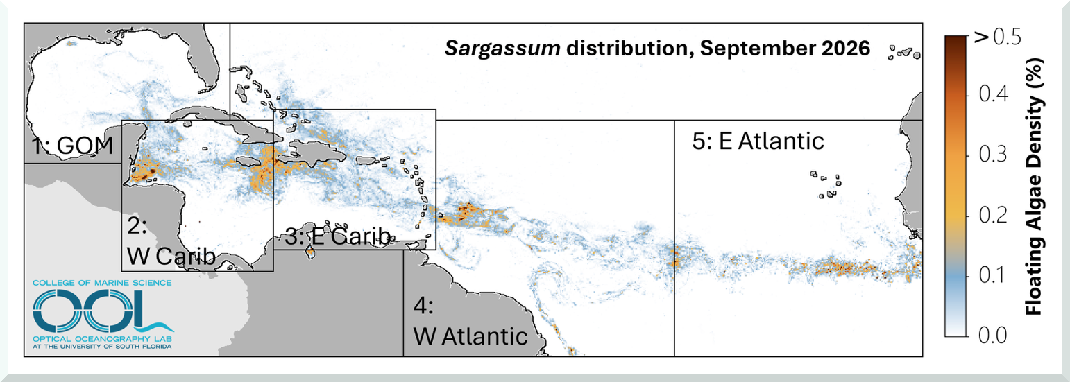 Sargassum outlook bulletin for the month of September 2026.